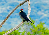 Acorn Woodpecker
