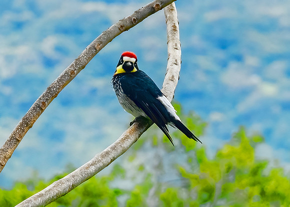 Acorn Woodpecker