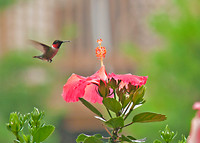 Bird Photography|Hummingbirds