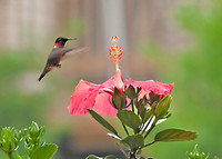 Ruby-throated Hummingbird