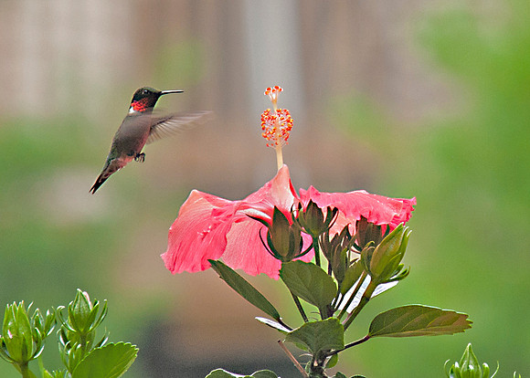 Ruby-throated Hummingbird