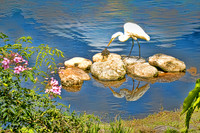 Great Egret