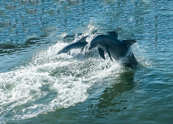 Dolfins