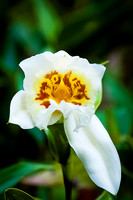 Sobralia Orchid