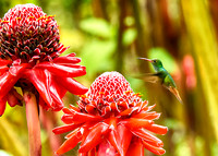 Torch Ginger
