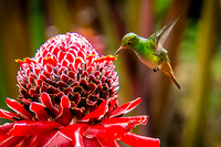 Rufous-tailed Hummingbird