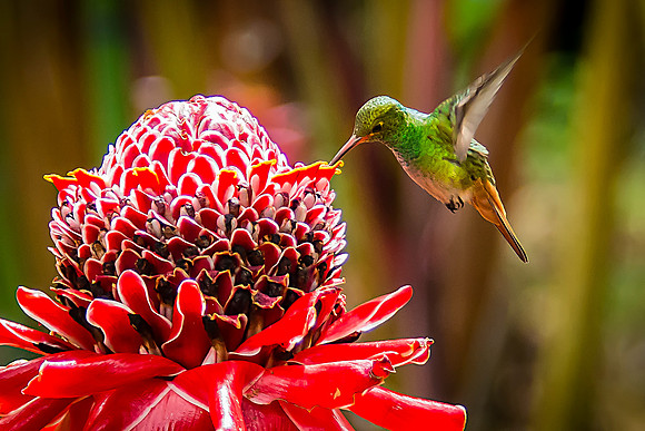Rufous-tailed Hummingbird