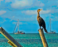 Caye Caulker