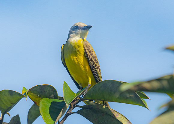 Social Flycatcher