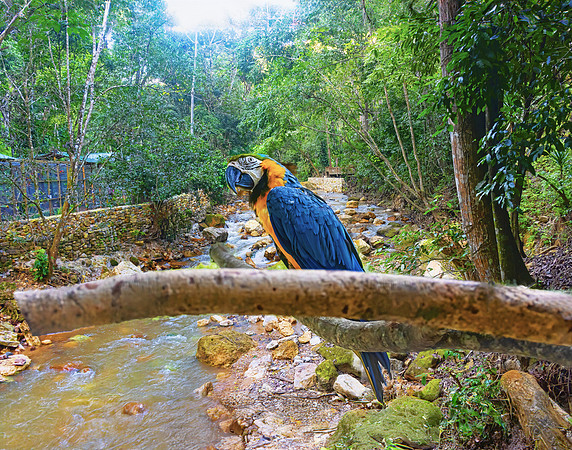 Macaw Mountain