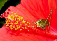 Grasshopper