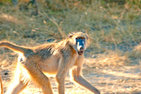 Zambia