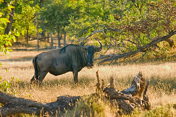 Wildebeest