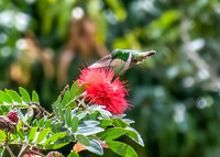 Rufous-tailed Hummingbird