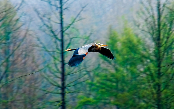 Great Blue Heron