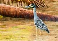Yellow-crowned Night Heron