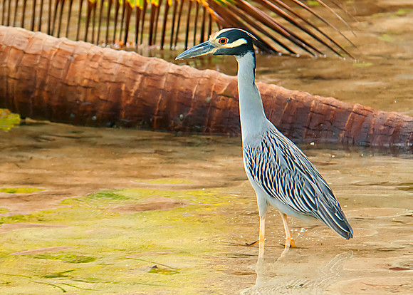 Yellow-crowned Night Heron
