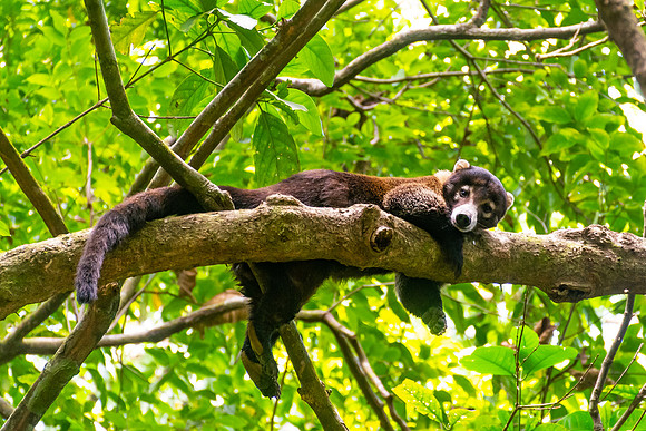 White Nosed Coati