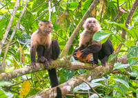 Capuchin Monkeys