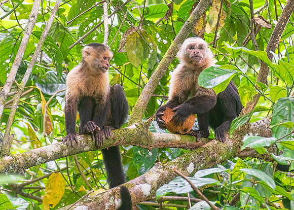 Capuchin Monkeys