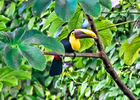 Chestnut-Mandibled Toucan