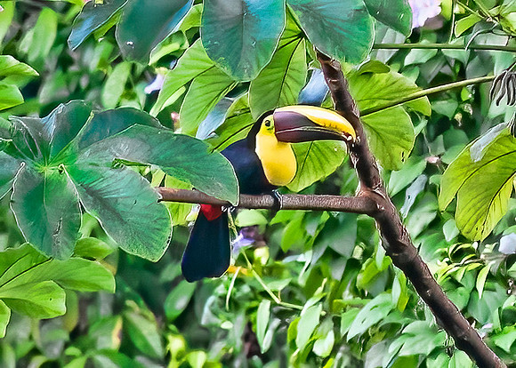 Chestnut-Mandibled Toucan