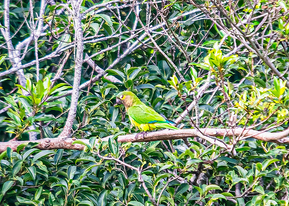 Brown-throated Parakeet