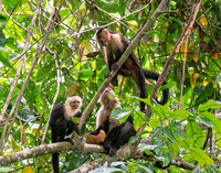 Capuchin Monkeys