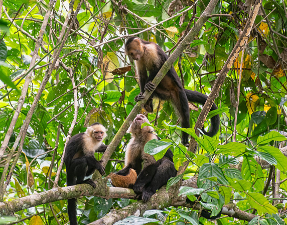 Capuchin Monkeys