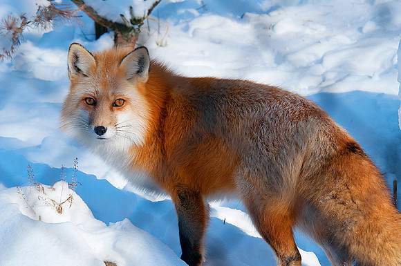 Red Fox