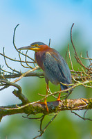 Green-backed Heron