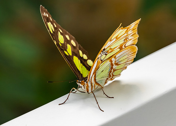Malachite Butterfly