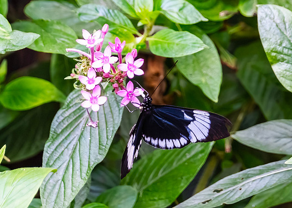 White-barred Longwing