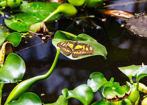 Malachite Butterfly