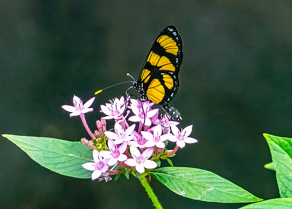 Methona Butterfly