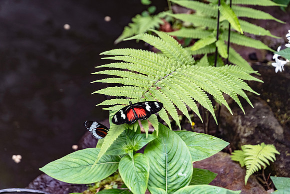 Postman Butterfly