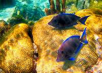 Barrier Reef