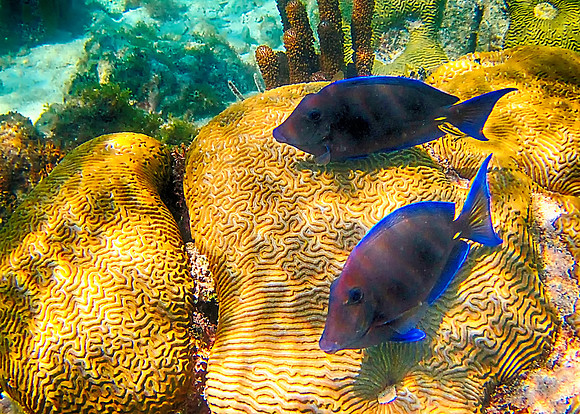 Barrier Reef