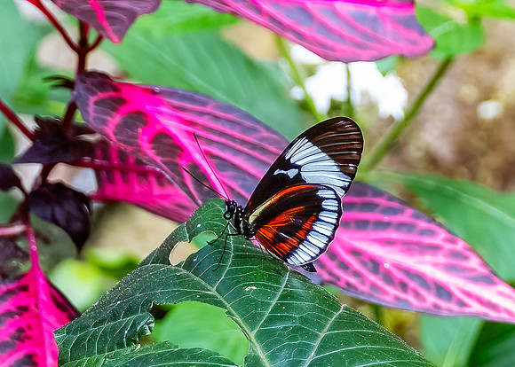 Cydno Longwing Butterfly