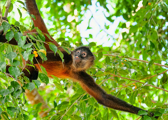 Spider Monkey