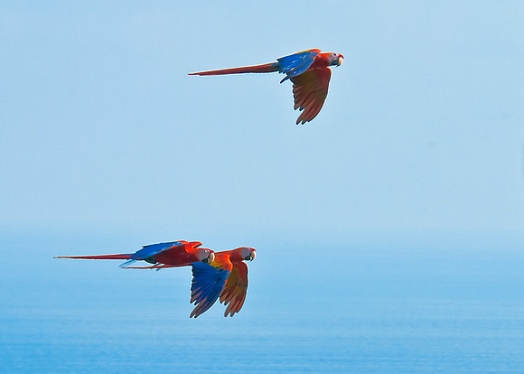 Scarlet Macaws