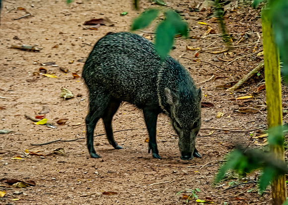 Collared Peccary