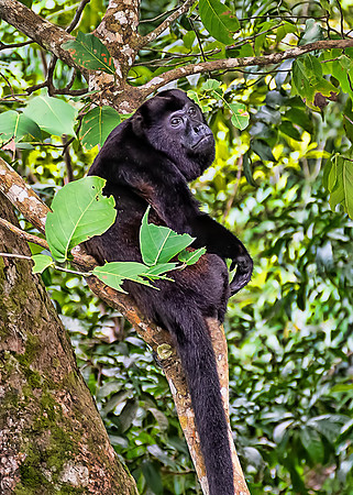 Howler Monkey