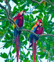 Scarlet Macaws
