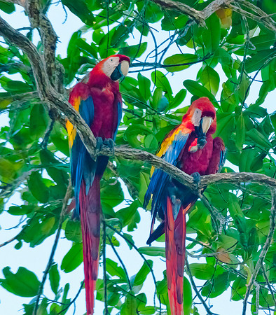 Scarlet Macaws