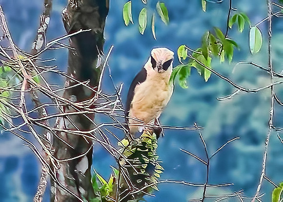 Laughing Falcon