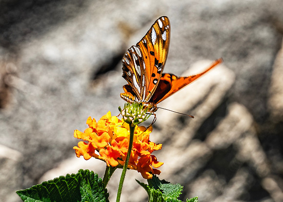 Monarch Butterfly