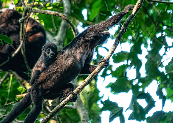 Howler Monkey & Baby