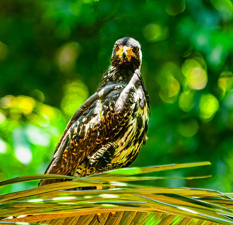Mangrove Black Hawk