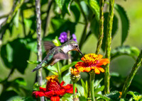 Scintillant Hummingbird